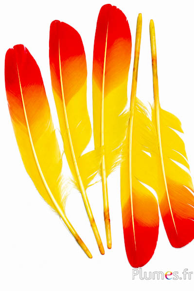 Cigno - 30-33 cm - giallo-rosso
